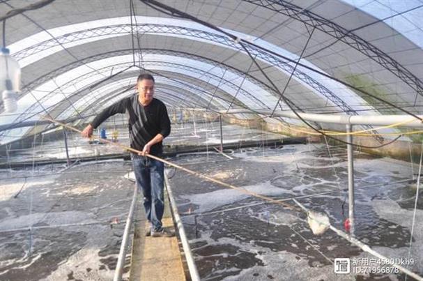 工厂化秋茬虾用大北农神爽虾料,结果超乎意料